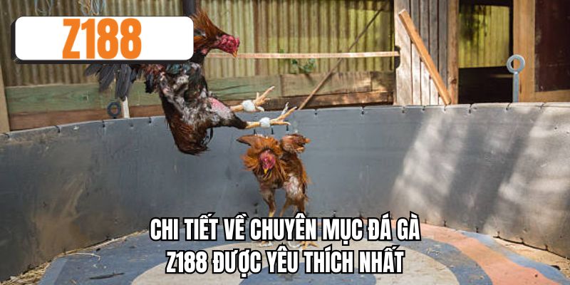 Chi tiết về chuyên mục đá gà Z188 được yêu thích nhất