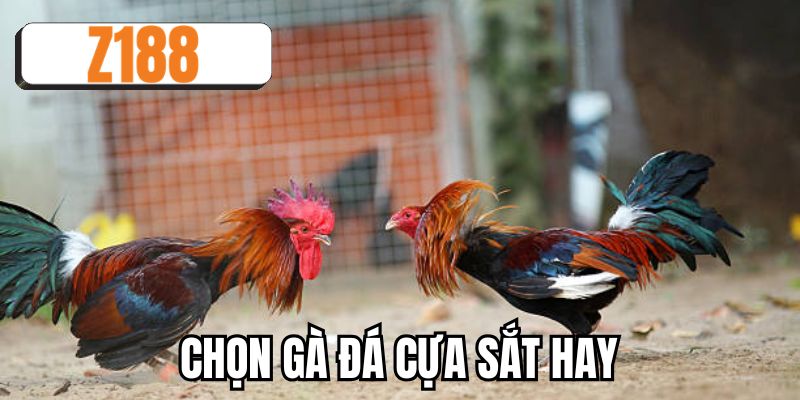 Chọn gà đá cựa sắt hay