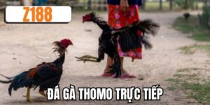 Đá gà thomo trực tiếp