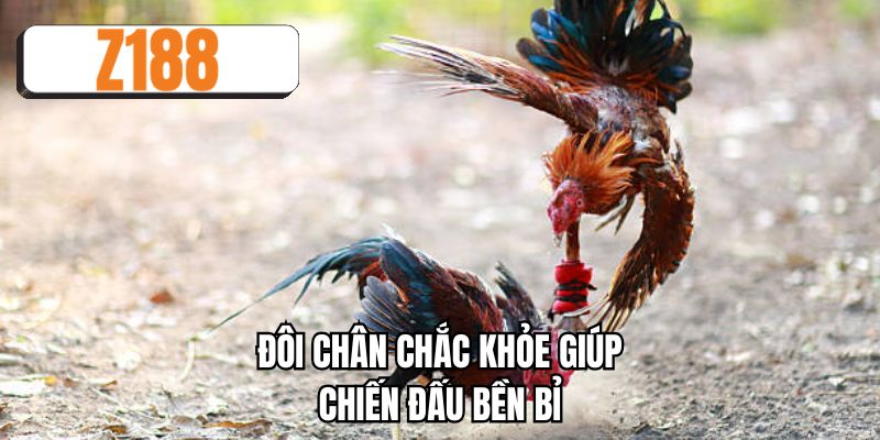 Đôi chân chắc khỏe giúp chiến đấu bền bỉ