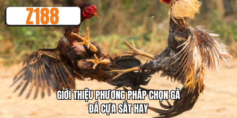 Giới thiệu phương pháp chọn gà đá cựa sắt hay