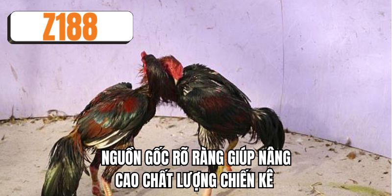 Nguồn gốc rõ ràng giúp nâng cao chất lượng chiến kê