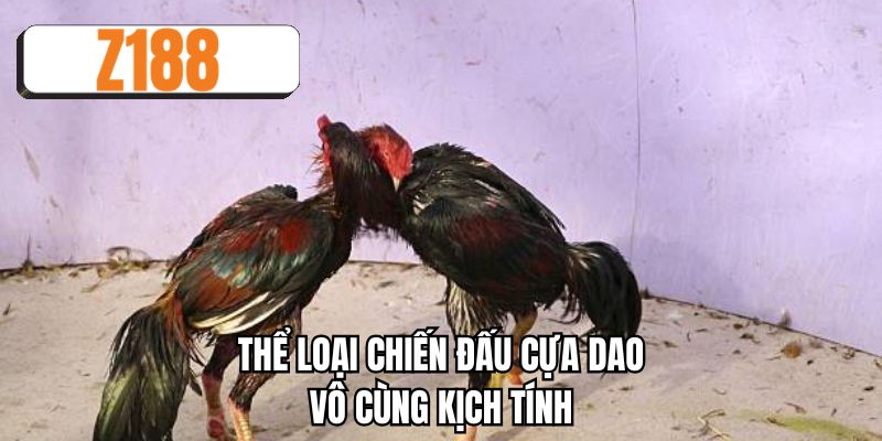Thể loại chiến đấu cựa dao vô cùng kịch tính