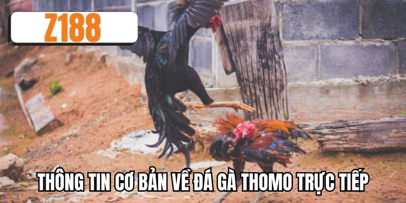 Thông tin cơ bản về đá gà thomo trực tiếp
